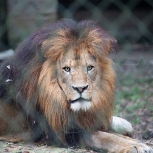 Zoosiana: Zoo of Acadiana Image